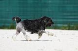 PETIT CHIEN LION 192
